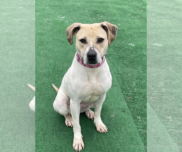 Medium Photo #5 Mutt Puppy For Sale in Spring Lake, NJ, USA