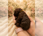 Puppy Yellow Collar Goldendoodle