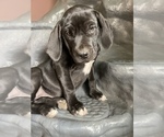 Small Photo #16 American Bandogge mastiff Puppy For Sale in FORT GARLAND, CO, USA
