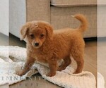 Small #4 Cavapoo