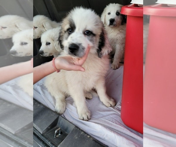 Medium Photo #4 Great Pyrenees Puppy For Sale in WINCHESTER, IN, USA