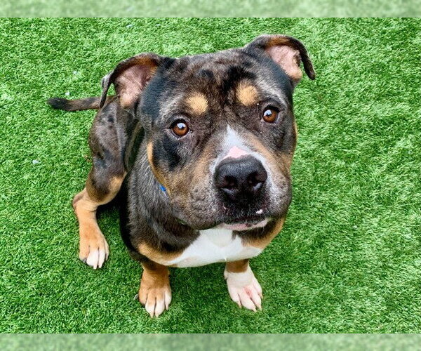 Medium Photo #2 Mutt Puppy For Sale in Moreno Valley, CA, USA