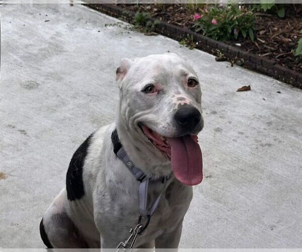 Medium Photo #1 American Pit Bull Terrier-Unknown Mix Puppy For Sale in Rowlett, TX, USA