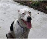 Small American Pit Bull Terrier Mix