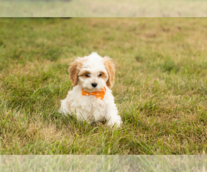Cock-A-Poo-Poodle (Miniature) Mix Puppy for sale in SHIPSHEWANA, IN, USA