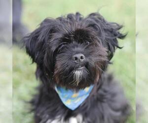 Maltese-Unknown Mix Dogs for adoption in San Antonio, TX, USA