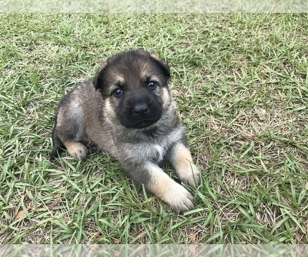 Medium Photo #7 German Shepherd Dog Puppy For Sale in ZEPHYRHILLS, FL, USA
