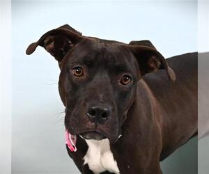 Mutt Dogs for adoption in Fort Collins, CO, USA