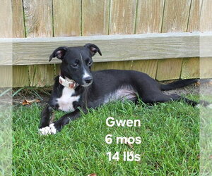 Chihuahua-Unknown Mix Dogs for adoption in Virginia Beach, VA, USA