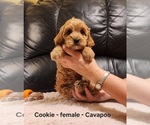Small #4 Cavapoo (Miniature)