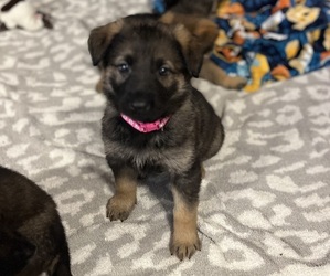 German Shepherd Dog Puppy for sale in BLOOMFIELD, IN, USA