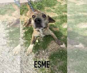 Mutt Dogs for adoption in Evansville, IN, USA