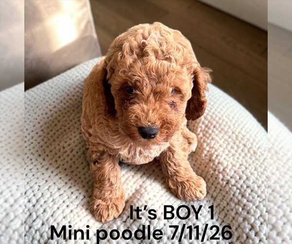 Medium Photo #1 Poodle (Miniature) Puppy For Sale in MONTPELIER, OH, USA