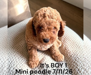 Poodle (Miniature) Puppy for sale in MONTPELIER, OH, USA