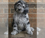 Puppy Ceasar Goldendoodle