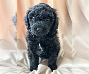 Poodle (Miniature) Puppy for sale in SAINT CLOUD, MN, USA
