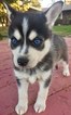 Small Photo #1 Alaskan Klee Kai Puppy For Sale in AUMSVILLE, OR, USA
