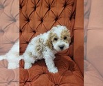 Puppy 2 Cockapoo