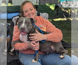 Smoke - Female American Pit Bull Terrier-Unknown Mix Dog for Adoption - Photo #6