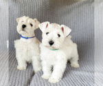 Small Photo #4 Schnauzer (Miniature) Puppy For Sale in MURRIETA, CA, USA