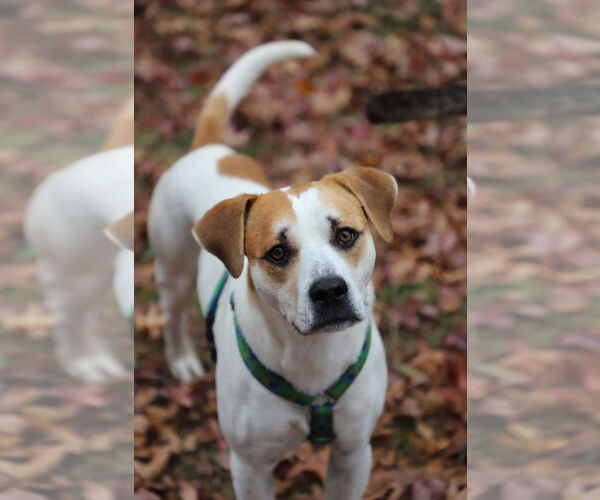 Medium Photo #5 Labrador Retriever-Unknown Mix Puppy For Sale in Holly Springs, NC, USA