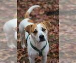 Small #4 Labrador Retriever Mix