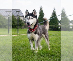 Siberian Husky Dogs for adoption in Derwood, MD, USA