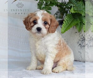 Cavapoo Puppy for Sale in DORNSIFE, Pennsylvania USA