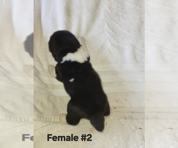 Medium Photo #1 Akita Puppy For Sale in MEM, TN, USA