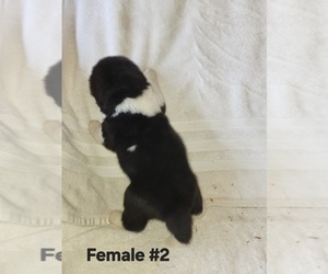 Medium Akita
