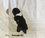 Puppy Puppy 3 Akita