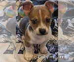 Small Chihuahua Mix