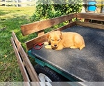 Small #4 Golden Retriever