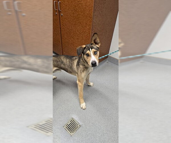 Medium Photo #2 Gerberian Shepsky Puppy For Sale in Rancho Cucamonga, CA, USA