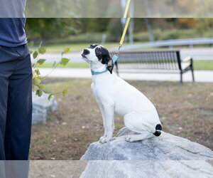 Conan ~ meet me in CT! - Male Labbe Dog for Adoption - Photo #3