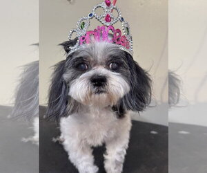 Princess - Female Shih Tzu Dog for Adoption