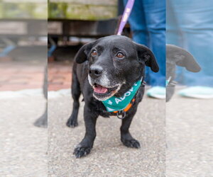 Labbe Dogs for adoption in Shermans Dale, PA, USA