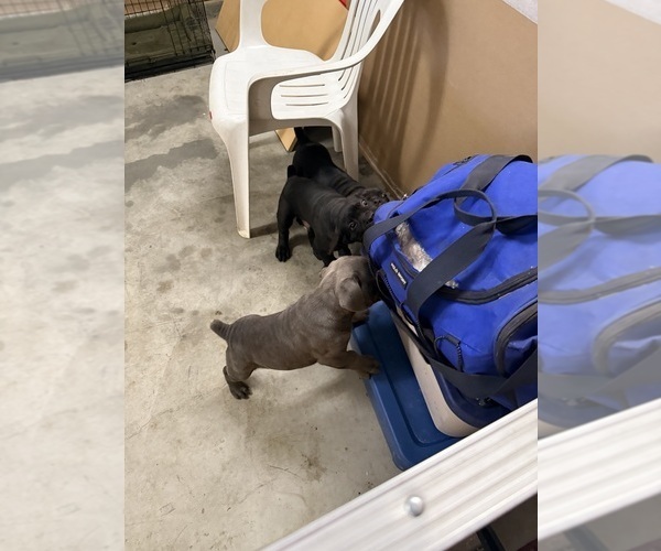 Medium Photo #7 Cane Corso Puppy For Sale in CORONA, CA, USA