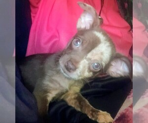 Chihuahua Puppy for sale in WILLIAMSBURG, VA, USA