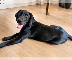 Labrador Retriever Dogs for adoption in Clovis, CA, USA