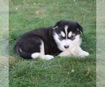 Small #1 Alaskan Malamute