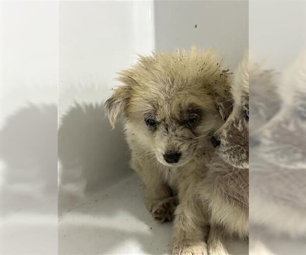 Medium Photo #1 Great Pyrenees-Unknown Mix Puppy For Sale in Houston, TX, USA