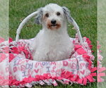 Small #3 Maltese Dinmont Terrier