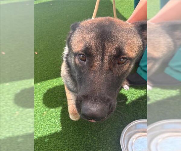 Medium Photo #2 German Shepherd Dog Puppy For Sale in Texas City, TX, USA