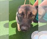 Small #1 German Shepherd Dog