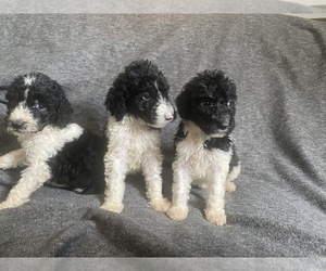 Poodle (Standard) Puppy for sale in COLUMBIA, SC, USA