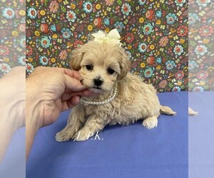 Maltipoo Puppy for sale in WINNSBORO, LA, USA