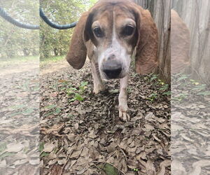 Rocko - Male Mutt Dog for Adoption - Photo #3