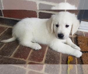 Golden Retriever Puppy for sale in CYPRESS, TX, USA