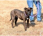 Small Photo #7 Labrador Retriever-Unknown Mix Puppy For Sale in Glen Allen, VA, USA